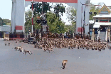 Hàng trăm con khỉ "ẩu đả" nhau vì… miếng ăn