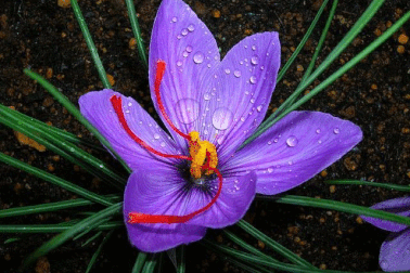 Những loài hoa đắt nhất thế giới