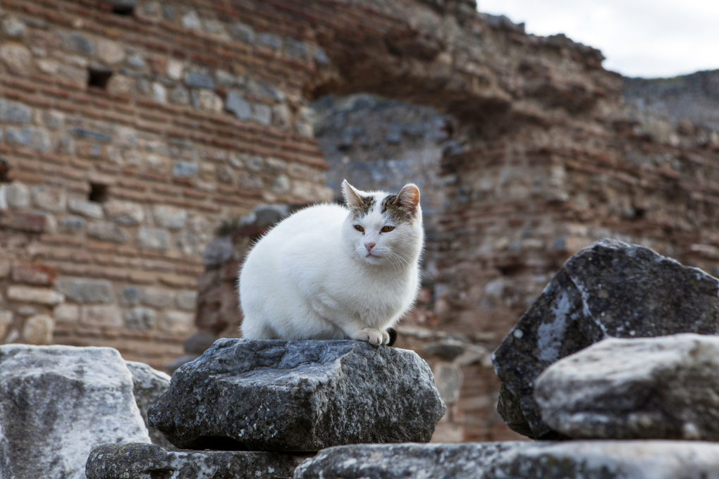 ​​​​Đoạn ADN cổ tiết lộ nguồn gốc phức tạp của tổ tiên mèo nhà - 1