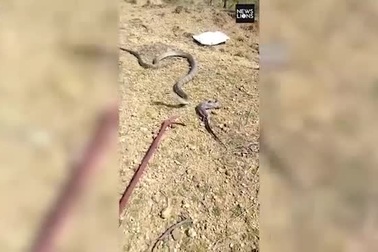 Rắn hổ mang chúa nôn ra kỳ đà khổng lồ