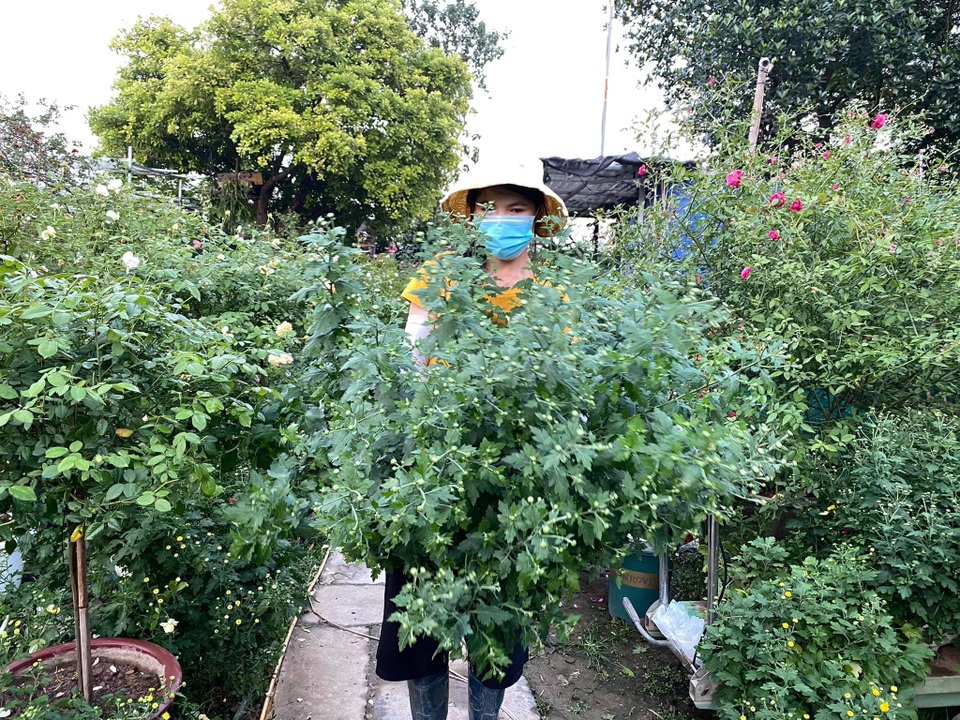 Loại cúc họa mi đặc biệt: Chơi 2 tháng mới tàn, 1 triệu đồng/chậu - 7 Loại cúc họa mi đặc biệt: Chơi 2 tháng mới tàn, 1 triệu đồng/chậu - 7