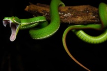 Tại sao rắn có răng nanh trong khi các loài chứa độc khác không có?