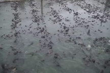 Bán hơn một triệu con ếch giống mỗi năm, thu lãi đậm