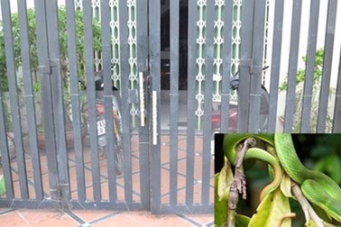 Chuyên gia lí giải hiện tượng bùng phát rắn lục đuôi đỏ