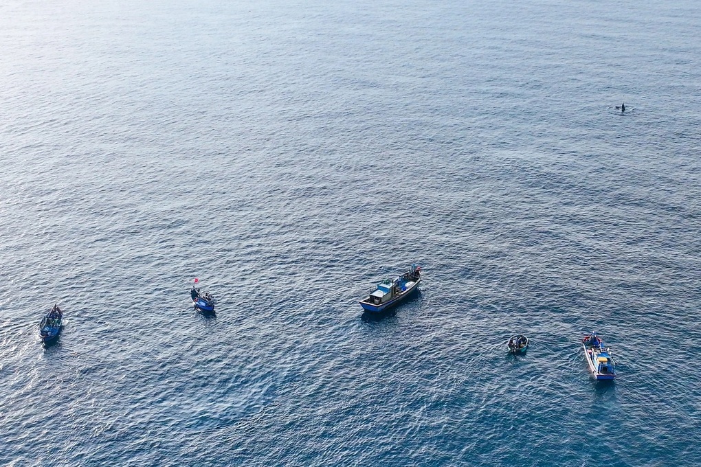 Cảnh báo cá voi có thể bị căng thẳng bỏ đi vì tour du lịch tự phát - 2 Cảnh báo cá voi có thể bị căng thẳng bỏ đi vì tour du lịch tự phát - 2