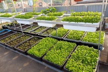 Cặp vợ chồng Thanh Hóa làm vườn "trốn dịch", trồng đủ loại rau sạch