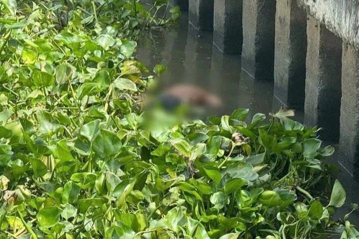 Thi thể nam giới lẫn trong đám lục bình, nổi trên sông Sài Gòn ở TPHCM - 1