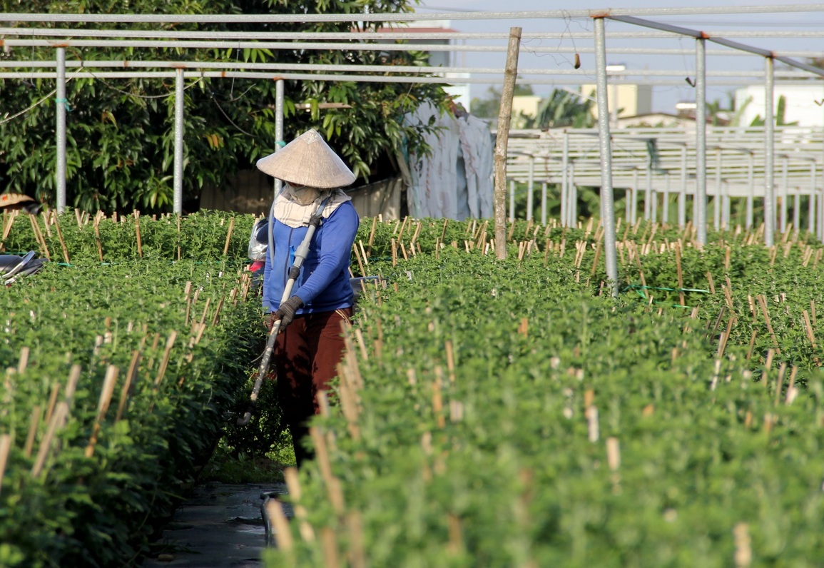 Dịch bệnh và giá phân bón tăng nhanh, người trồng hoa Tết nơm nớp - 4 Dịch bệnh và giá phân bón tăng nhanh, người trồng hoa Tết nơm nớp - 4
