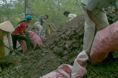 Nguy cơ dịch bệnh từ phân gia súc nhập khẩu