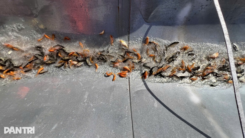 ĐBSCL thả hơn 2 tấn cá giống quý hiếm, tái tạo nguồn lợi thủy sản - 2 ĐBSCL thả hơn 2 tấn cá giống quý hiếm, tái tạo nguồn lợi thủy sản - 2