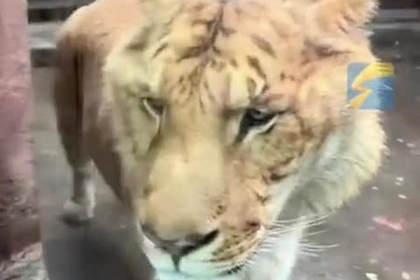 Con vật lai giữa hổ và sư tử có thân hình nhỏ bé, gầy gò