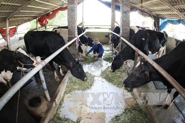 Nuôi bò sữa lãi gần 1 tỷ đồng/năm