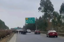 Xử phạt người để đàn trâu đi lạc vào đường cao tốc Hà Nội - Bắc Giang