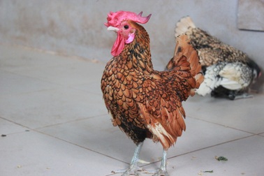 "Mỹ kê vảy cá" hút hồn dân chơi