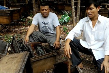 Người nuôi ong mật ngoại tỉnh bị dân địa phương phá nát trại vô cớ