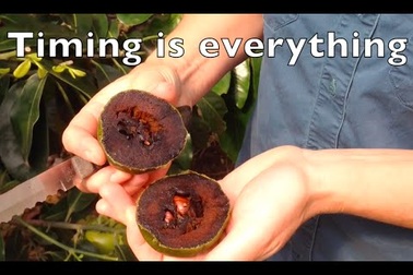 Hồng đen vị giống chocolate