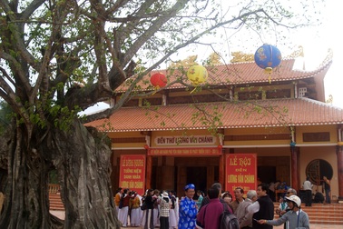 Cây Bồ đề 3 thân được vinh danh Cây di sản Việt Nam