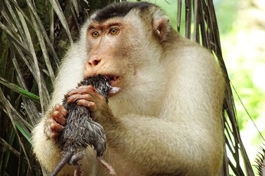 Khỉ đuôi lợn Malaysia ăn thịt chuột