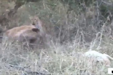 Xem linh cẩu húc bay báo đốm để cướp con mồi