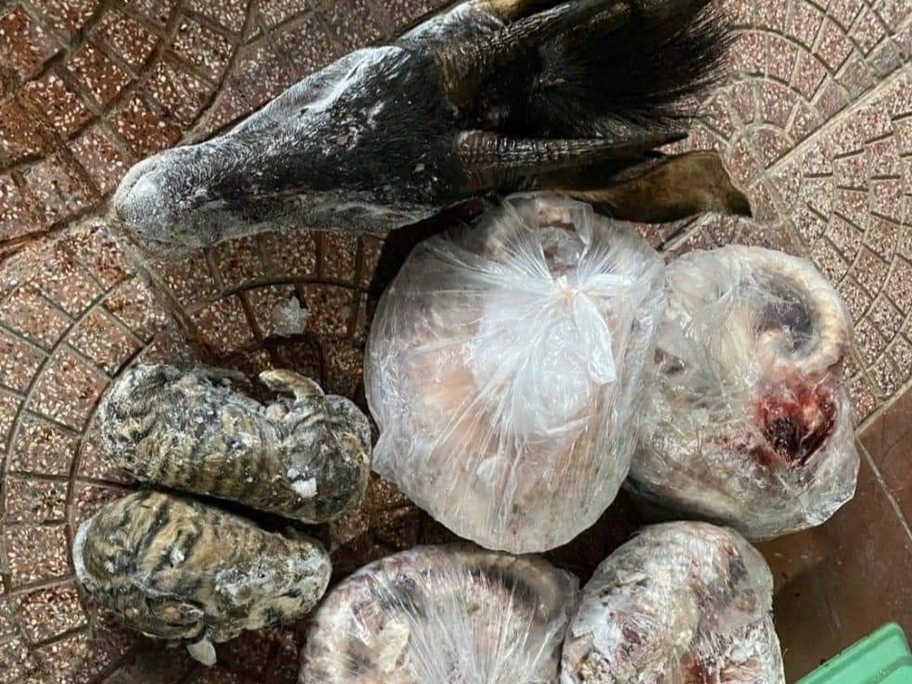 Người đàn ông bị khởi tố vì mua 9 cá thể động vật quý hiếm về bán kiếm lời - 2 Người đàn ông bị khởi tố vì mua 9 cá thể động vật quý hiếm về bán kiếm lời - 2