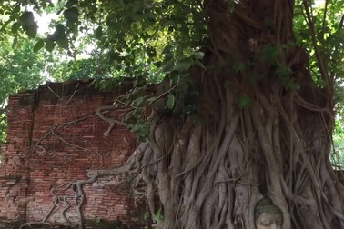 Đầu tượng Phật 700 năm tuổi được rễ cây chằng chịt "ôm trọn"