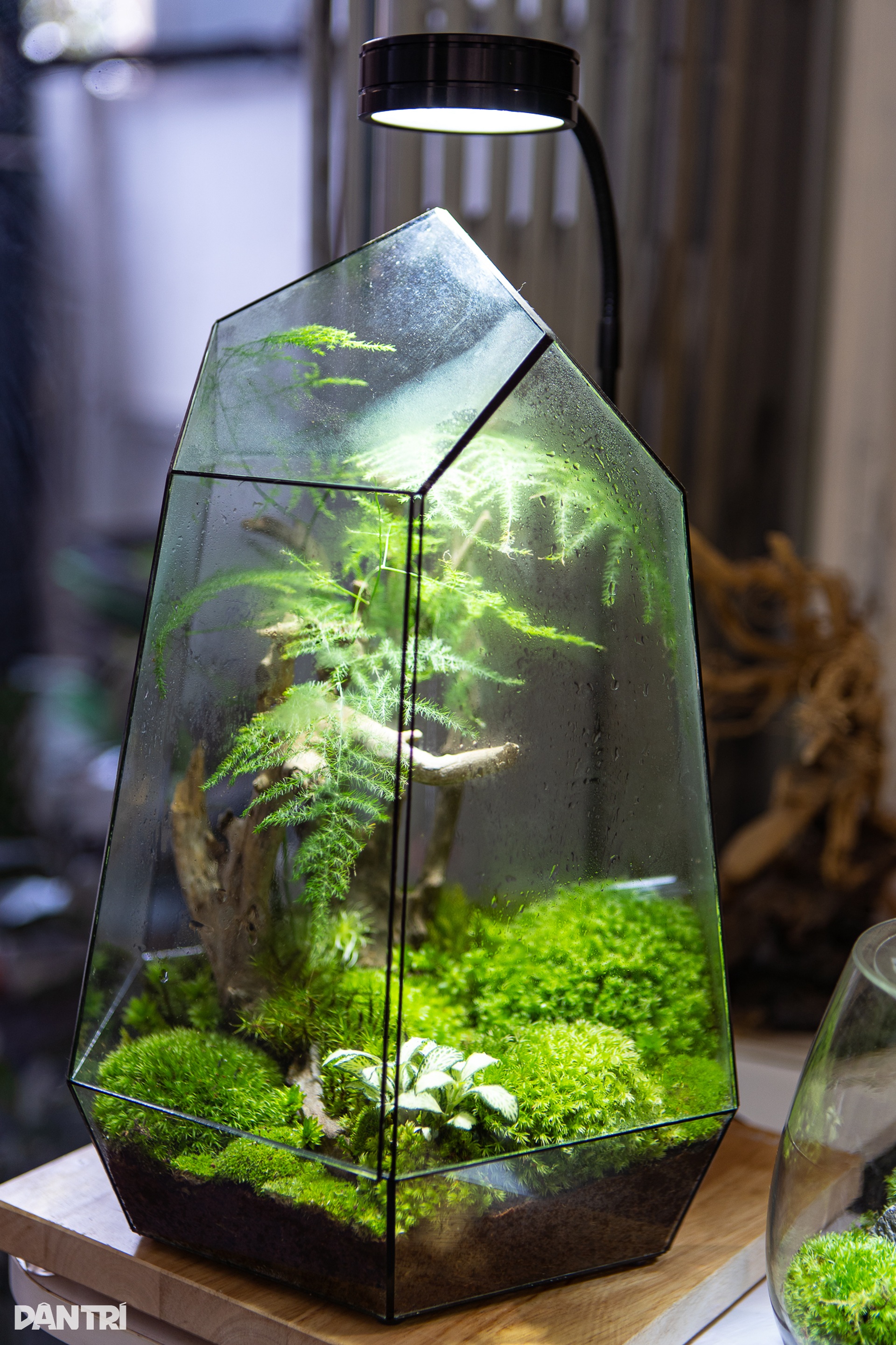 Độc lạ chàng trai Hà Nội vẽ tranh bằng rêu tươi bán tiền triệu - 3 Độc lạ chàng trai Hà Nội vẽ tranh bằng rêu tươi bán tiền triệu - 3