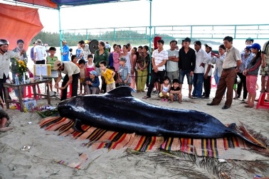 Độc đáo tục lệ để tang cá "ông"