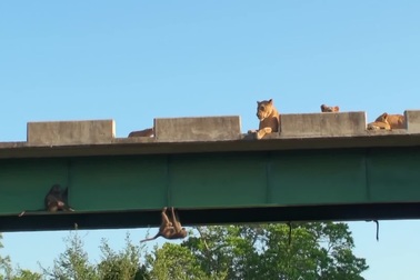 Khỉ đầu chó trốn dưới gầm cầu để né tránh sư tử