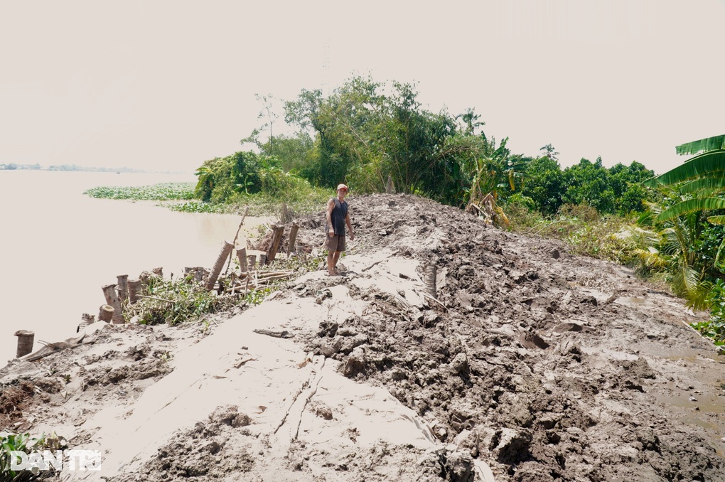 Những đêm thức trắng sợ vỡ đê của người dân trên cồn giữa sông Mekong - 1 Những đêm thức trắng sợ vỡ đê của người dân trên cồn giữa sông Mekong - 1