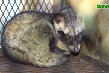 Độc đáo mô hình cho chồn hương nghe nhạc để giảm stress, hiệu quả bạc tỷ