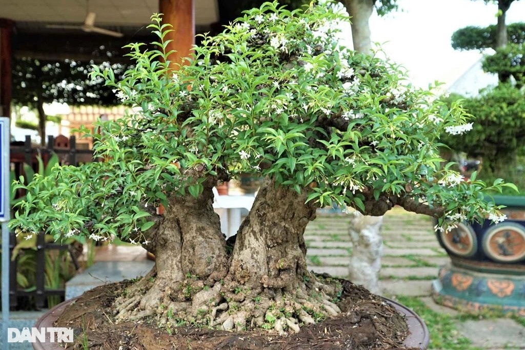 Lạ lùng nghề trang điểm cho cây kiểng hốt bạc triệu mùa Tết - 3 Lạ lùng nghề trang điểm cho cây kiểng hốt bạc triệu mùa Tết - 3