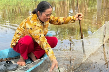 Biến đồng ngập thành “mỏ vàng”, nông dân miền Tây có thêm sinh kế