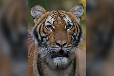 Con hổ đầu tiên trên thế giới bị nhiễm coronavirus