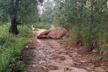 Thái Lan: Voi rừng bị điện giật nằm lăn ra đất, tiểu tiện không kiểm soát