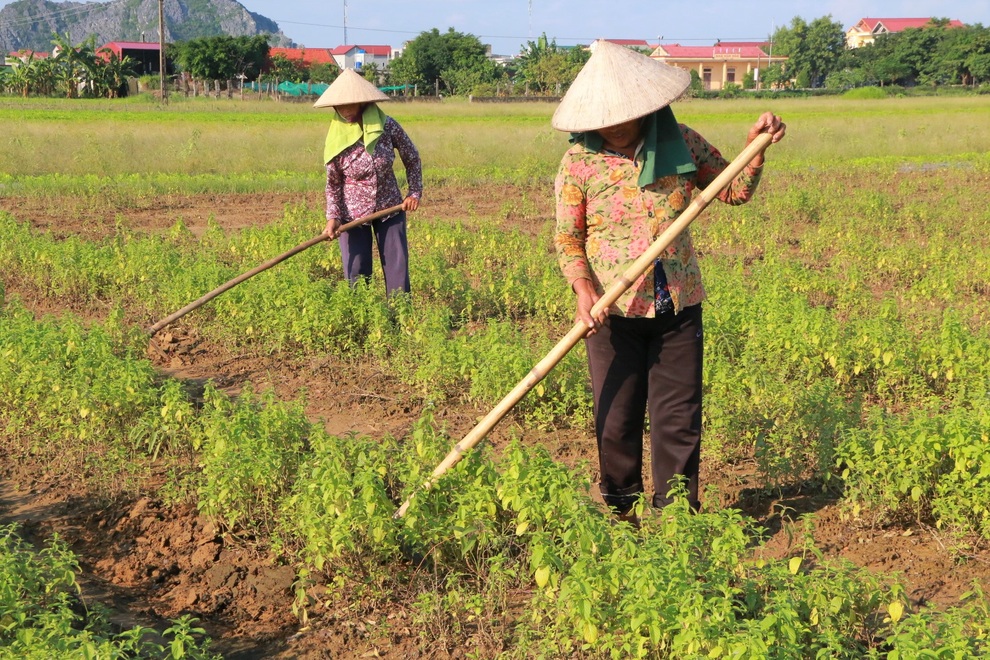 Bén duyên trồng dược liệu chưng cất tinh dầu, U40 thu tiền tỷ mỗi năm - 4 Bén duyên trồng dược liệu chưng cất tinh dầu, U40 thu tiền tỷ mỗi năm - 4