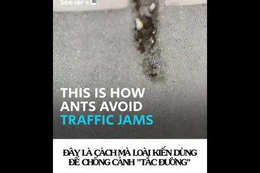 Bạn có biết vì sao một đàn kiến hàng ngàn con không bao giờ bị “tắc đường”?