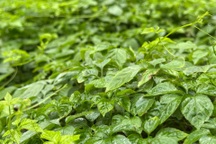 Loại "thảo dược trường thọ" có thể tốt hơn trà xanh, Việt Nam cũng có