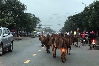 Xử lí vấn nạn bò thả rông: Chỉ thị của lãnh đạo tỉnh chưa đủ mạnh?