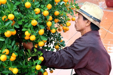 Ngày hội quất Tết ở làng quất trăm năm tuổi