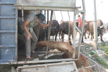 5 người chui khỏi chiếc xe lật cứu đàn trâu bò mắc kẹt phía sau