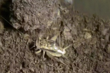 “Quái vật” tàng hình, đớp mồi đi ngang qua nhanh như chớp