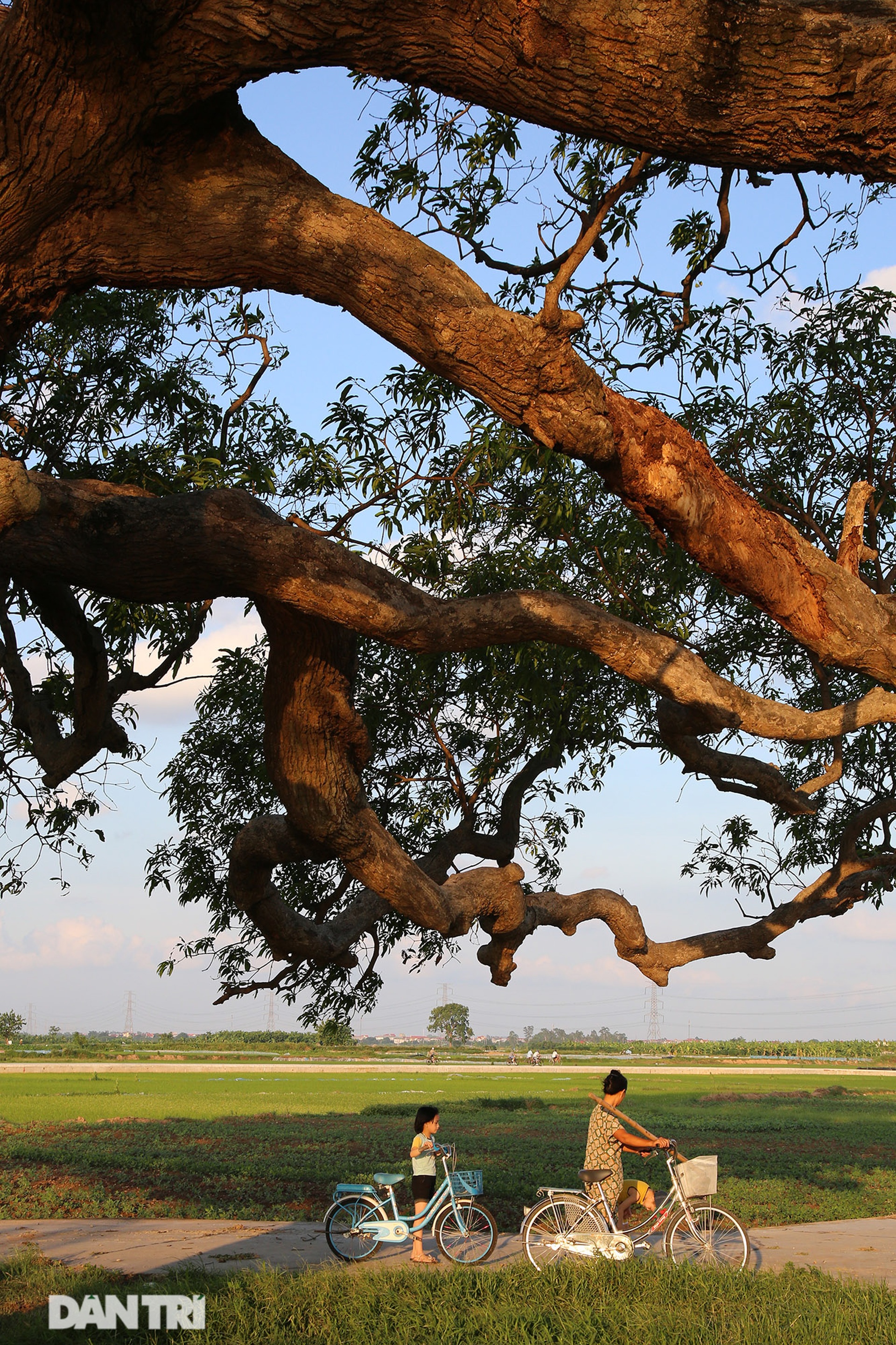 Cây muỗm 600 năm tuổi có nguy cơ chết khô vì bị quây bê tông quanh gốc - 4