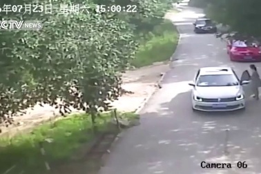 Trung Quốc: Kinh hãi cảnh du khách bị hổ vồ chết tại công viên động vật hoang dã