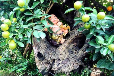 Thân cây xác khô đẻ trăm quả vàng, đại gia rút tiền mua chơi Tết sớm