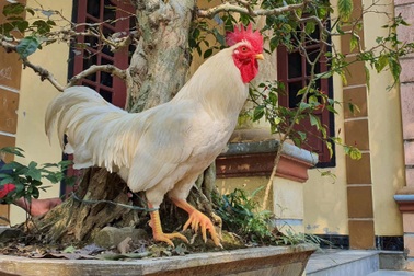 8X người Mường bỏ nghề giáo về quê "hốt bạc" từ nuôi gà 9 cựa