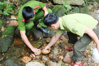 Thả nhiều động vật quý hiếm về rừng