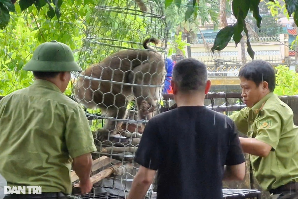 Bắt thành công cá thể khỉ tấn công cháu bé 10 tuổi - 2 Bắt thành công cá thể khỉ tấn công cháu bé 10 tuổi - 2