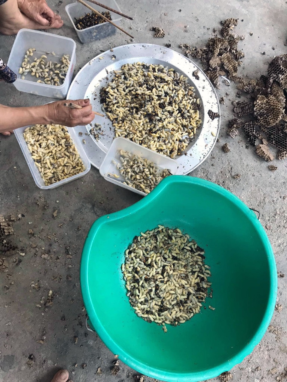 Ong vò vẽ kịch độc thành đặc sản: Một thời đắt khách thu 5 triệu đồng/ngày - 1 Ong vò vẽ kịch độc thành đặc sản: Một thời đắt khách thu 5 triệu đồng/ngày - 1