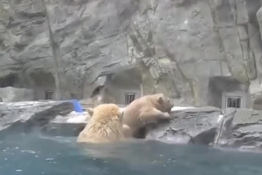 Hành động ấm áp của gấu Bắc cực mẹ dành cho con