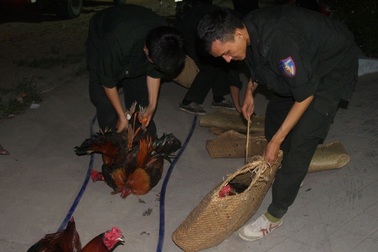 Triệt phá sòng bạc giữa rừng tràm, thu gần nửa tỷ đồng trên chiếu bạc